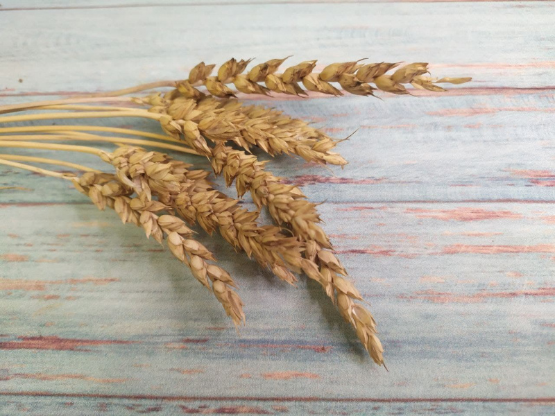 Пшеница натуральная, 50см, 10шт.